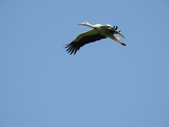 Ciconia ciconia