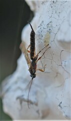 Clistopyga incitator