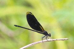 Euphaea masoni