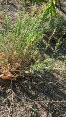 Andrachne telephioides