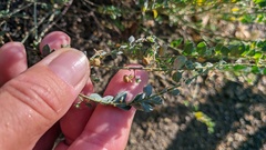 Andrachne telephioides