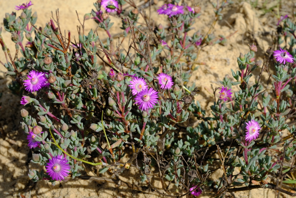 Ruschiella argentea