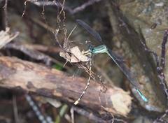 Orolestes selysi