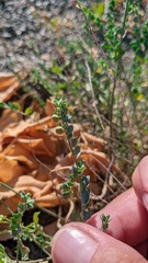 Andrachne telephioides