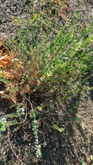 Andrachne telephioides