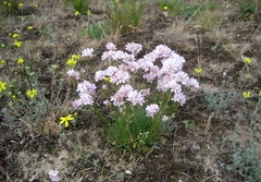 Armeria girardii