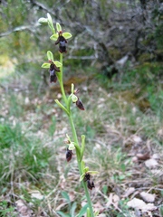 Ophrys insectifera insectifera