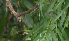 Orolestes selysi