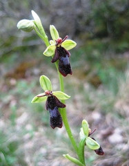Ophrys insectifera insectifera