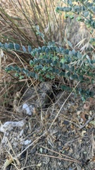 Andrachne telephioides