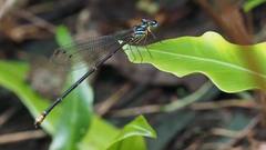 Coeliccia flavicauda
