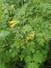 Corydalis raddeana
