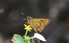 Thoressa monastyrskyi