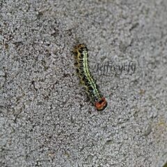 Asota plaginota