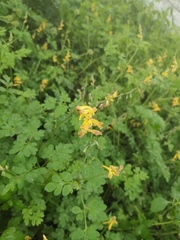 Corydalis raddeana