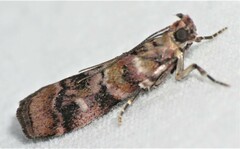 Dioryctria pygmaeella