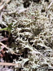 Cladonia dimorphoclada