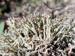 Cladonia dimorphoclada