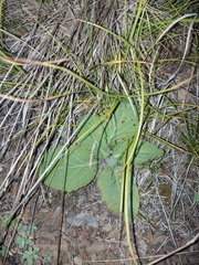 Tephroseris integrifolia