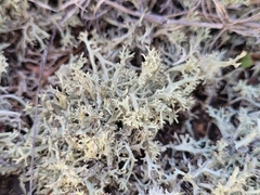 Cladonia dimorphoclada