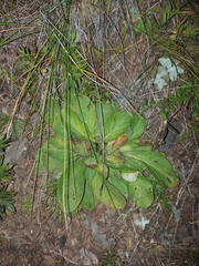 Tephroseris integrifolia