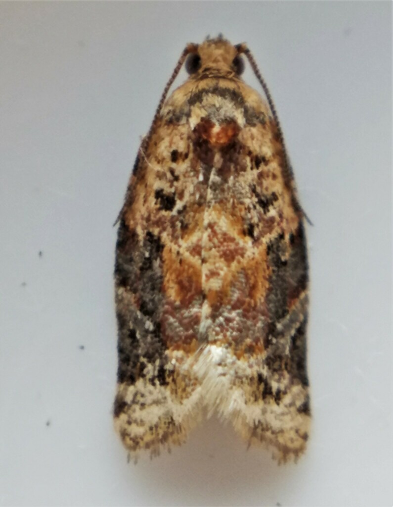 Red-banded Leafroller Moth from OSM-Keene, Peterborough County, ON ...