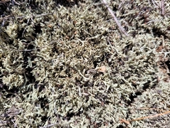 Cladonia dimorphoclada