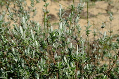 Pteronia ovalifolia