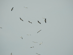 Ciconia ciconia