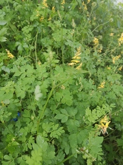 Corydalis raddeana