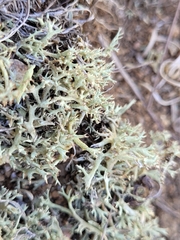 Cladonia dimorphoclada