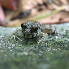 Fejervarya kawamurai
