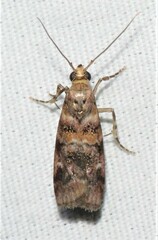 Dioryctria pygmaeella