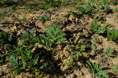 Pelargonium radulifolium