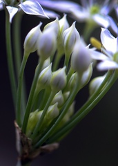 Allium tuberosum