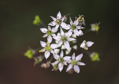 Allium tuberosum