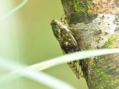 Macrosemia kareisana