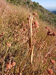 Calochortus plummerae