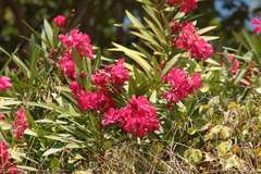 Nerium oleander