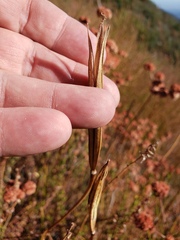 Calochortus plummerae