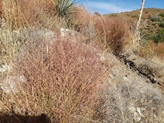 Calochortus plummerae