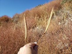 Calochortus plummerae