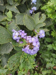 Clematis heracleifolia