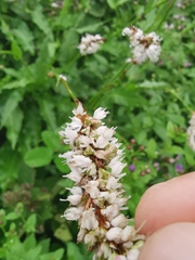 Bistorta officinalis officinalis