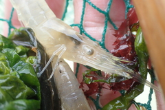 Palaemon longirostris