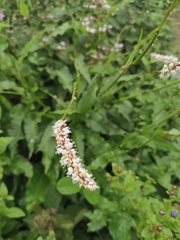 Bistorta officinalis officinalis