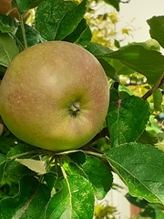 Malus