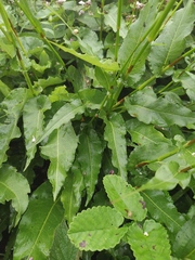 Bistorta officinalis officinalis