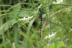 Macromia pacifica