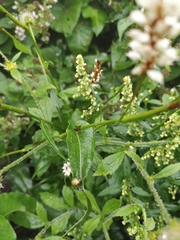 Bistorta officinalis officinalis